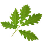 Oak Leaf Sprig