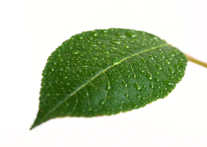 Cherry leaf